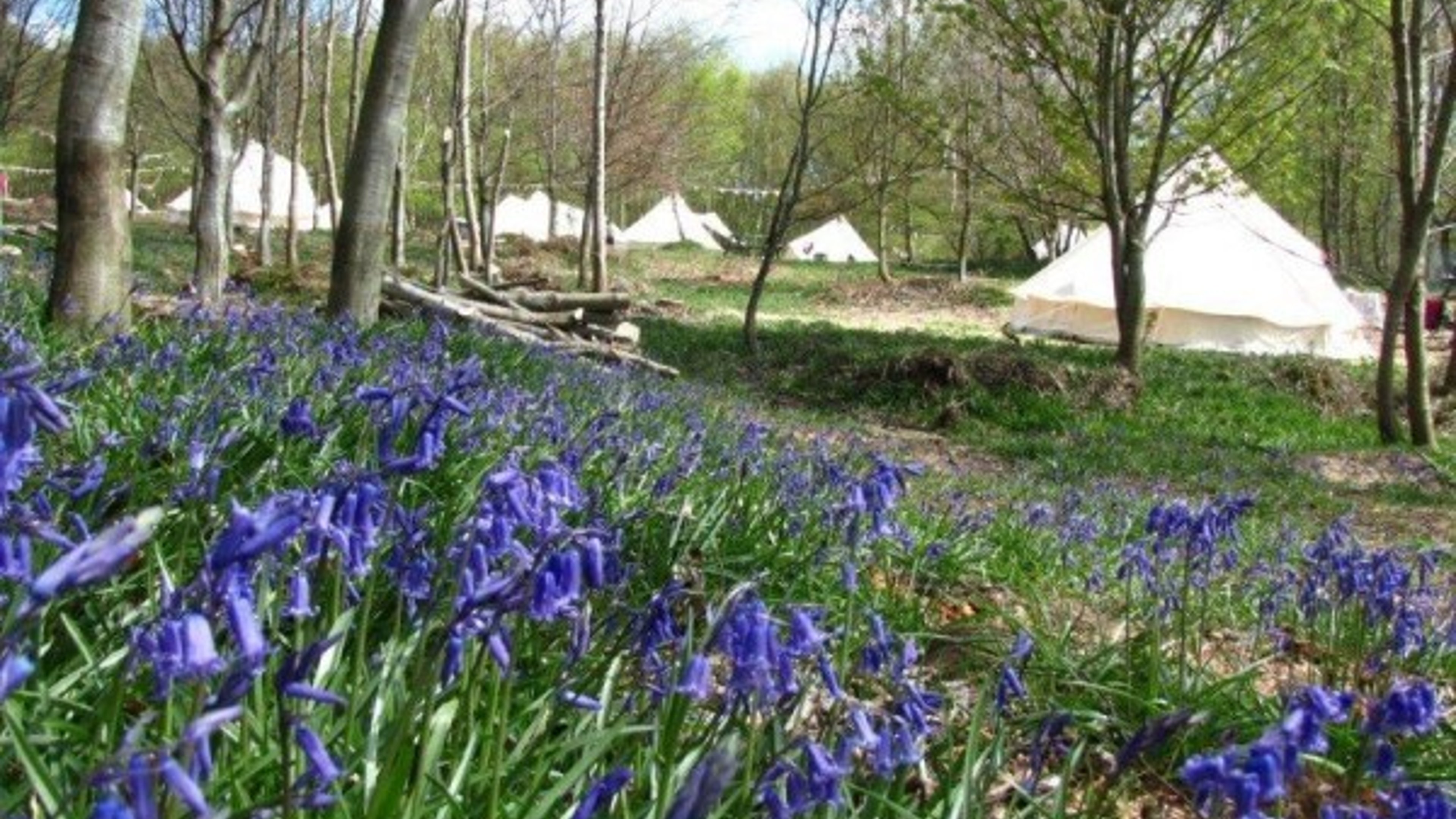 Eco Camp UK - Beech Estate Woodland Campsite