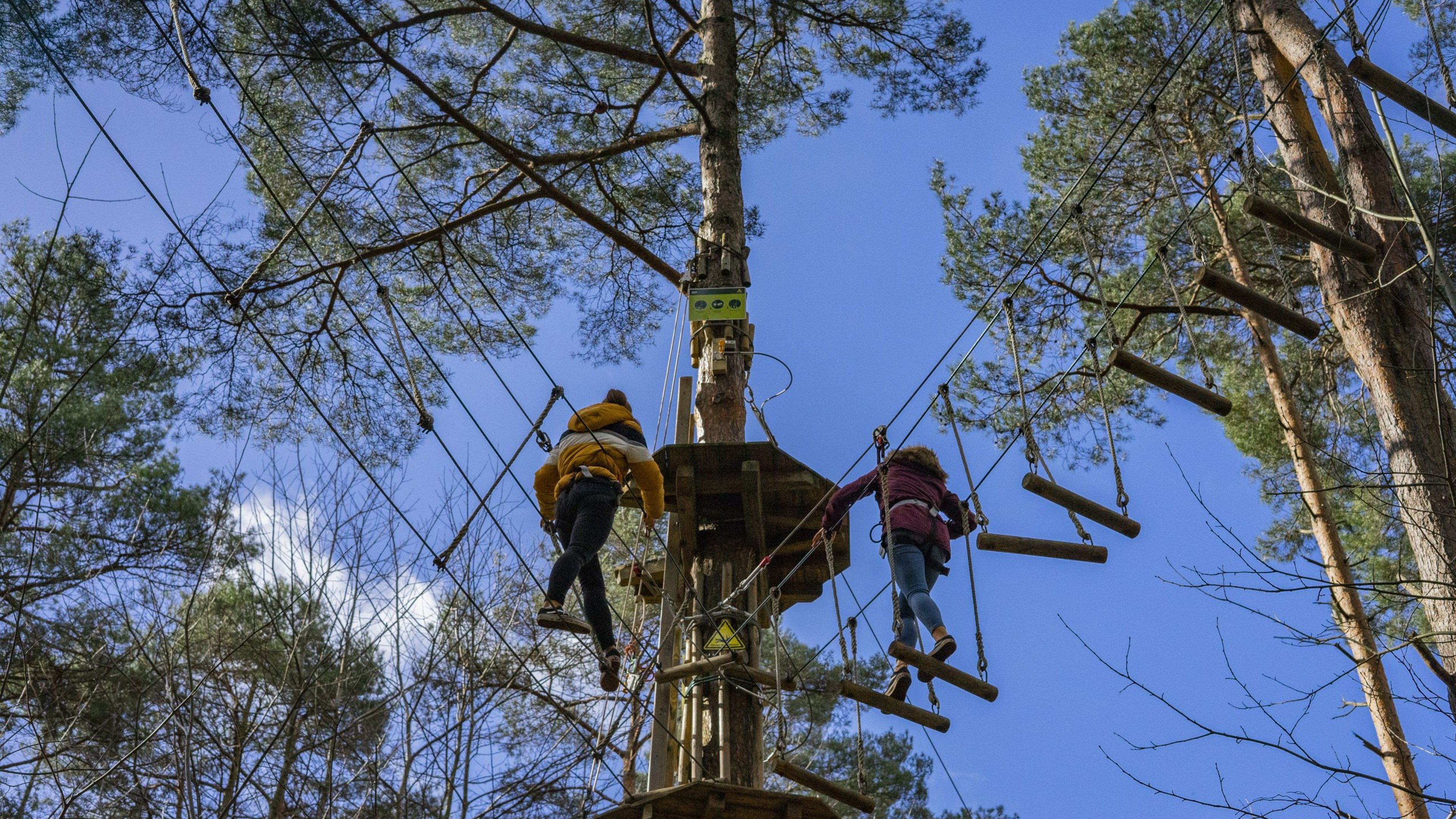Go Ape in Bedgebury Forest