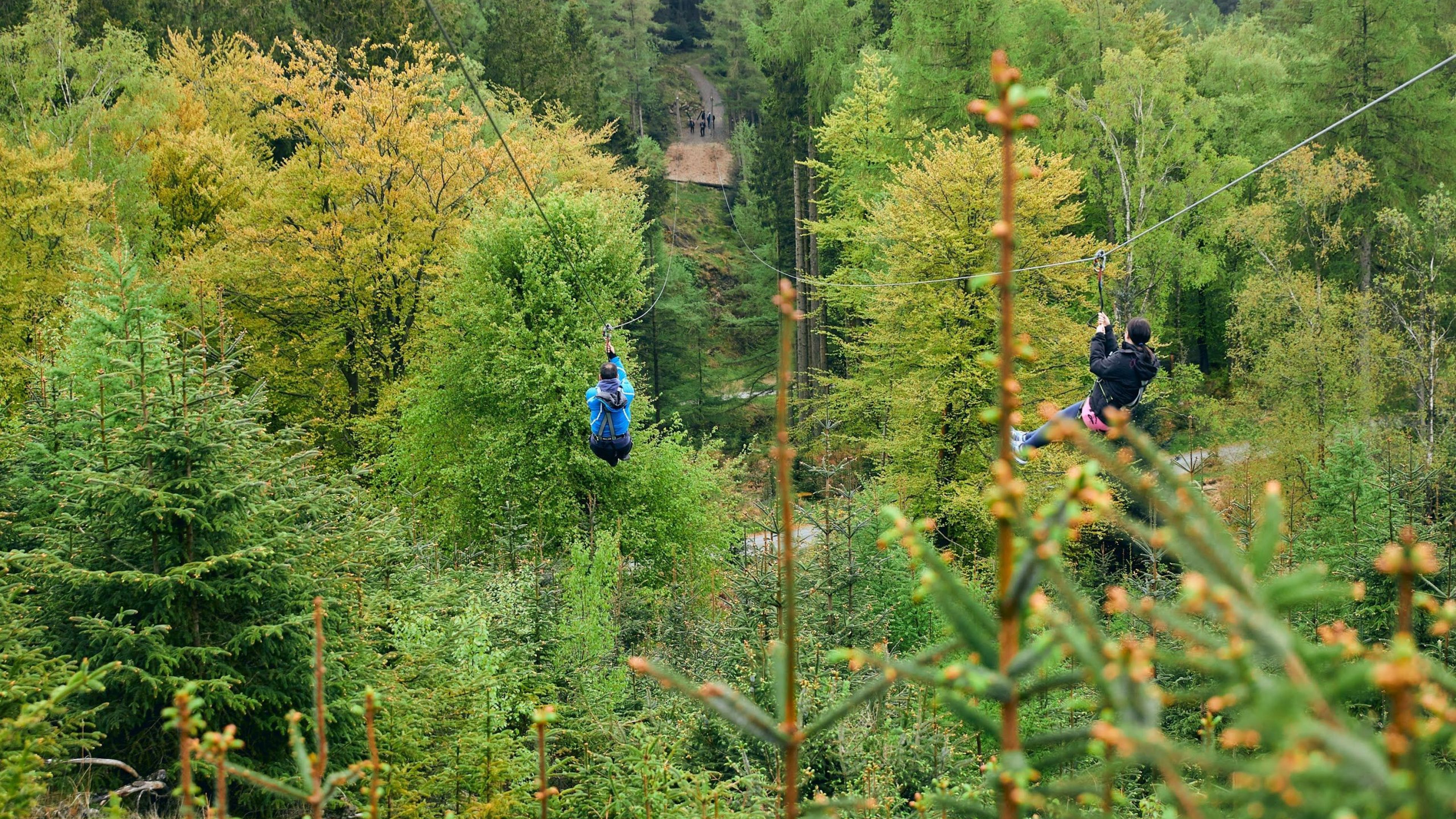 Go Ape in Grizedale Forest
