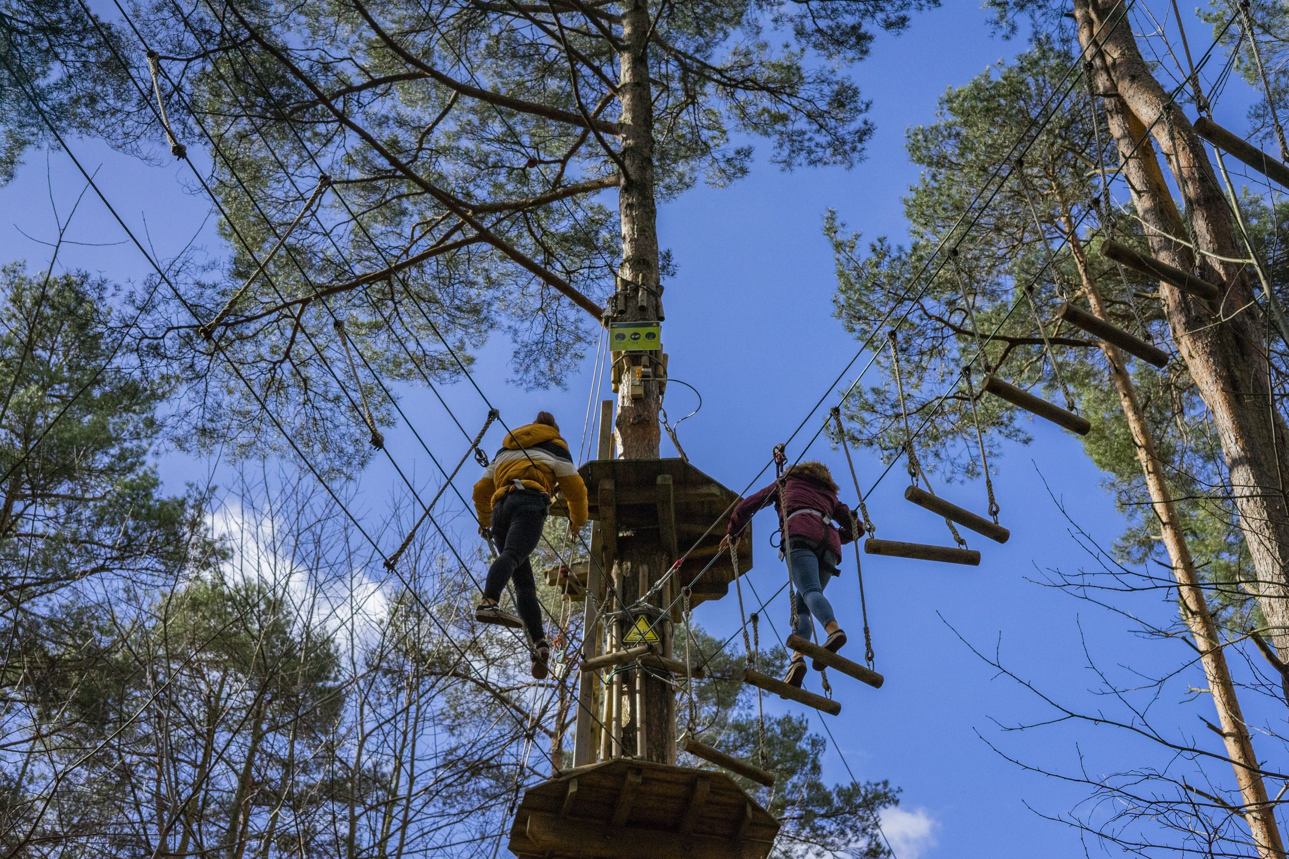 Go Ape in Bedgebury Forest