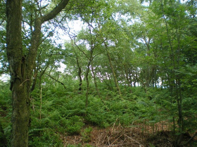 The Ercall
