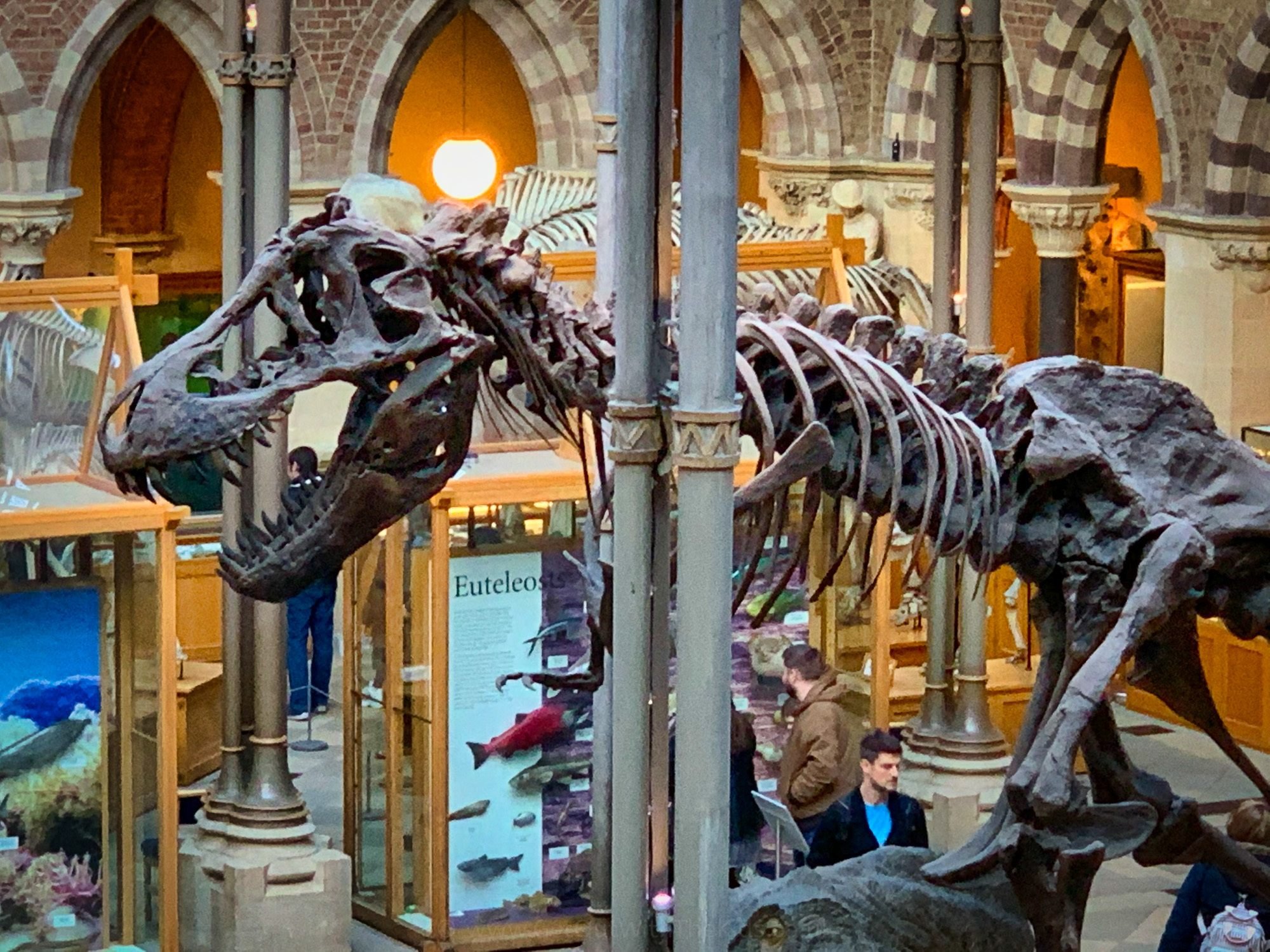 Oxford University Museum of Natural History & the Pitt Rivers Museum