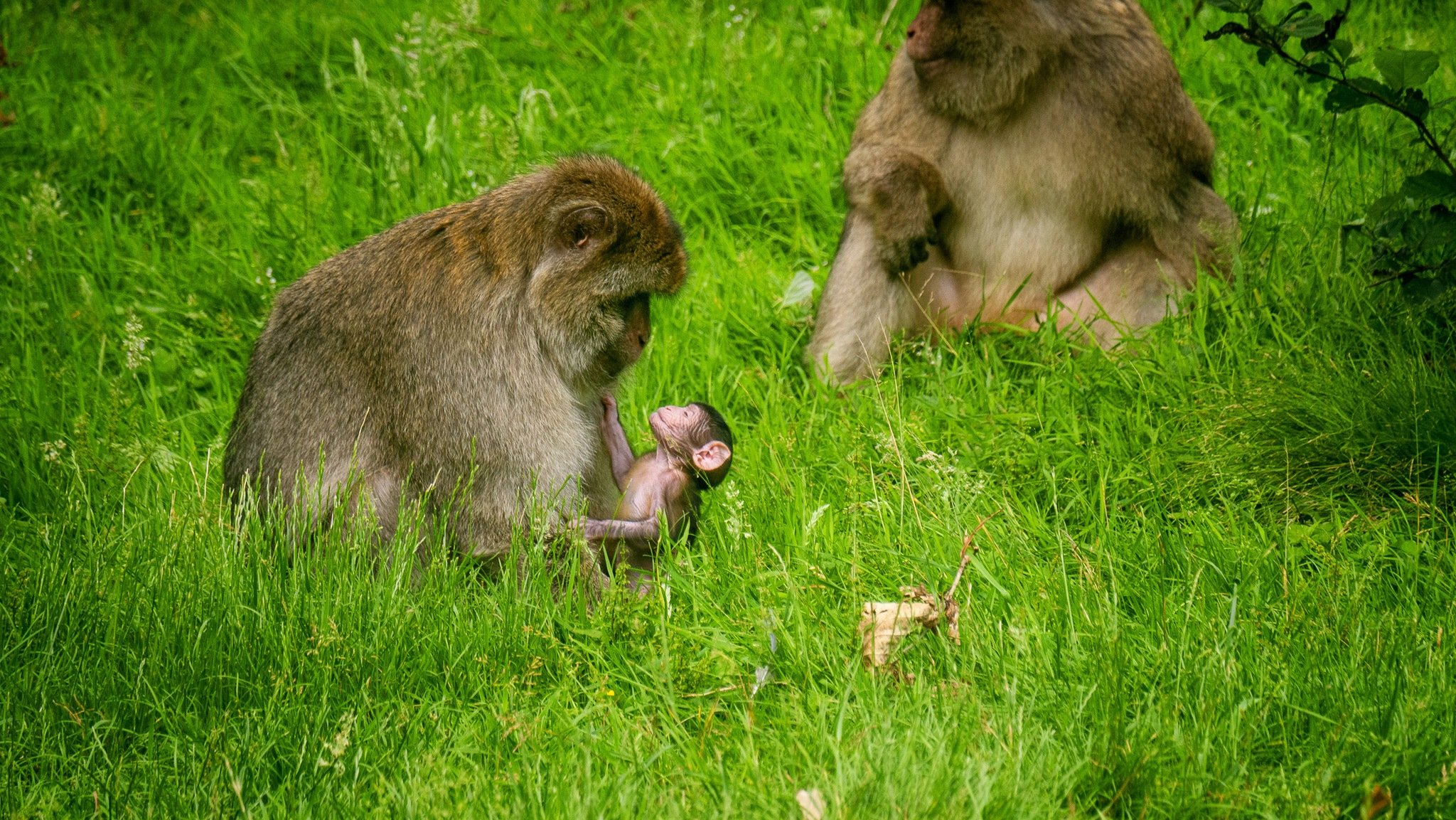 Explore the Monkey Forest in Staffordshire (yes, Staffordshire)