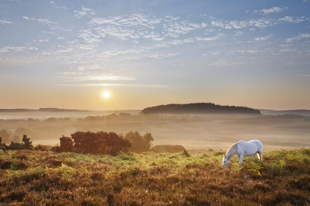 4 Seasons Forest Rides - Horse Riding & Pony Rides New Forest