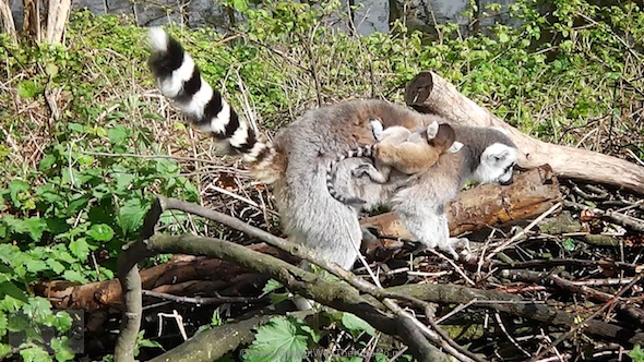 Baby Lemur gets a ride with Mum