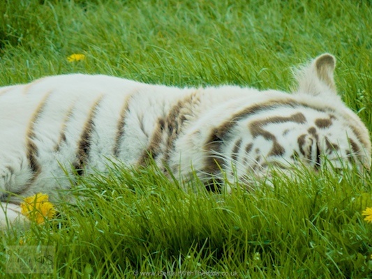 Let sleeping tigers lye