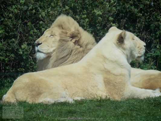 Lions taking pride in their appearance at the West Midlands Safari Park
