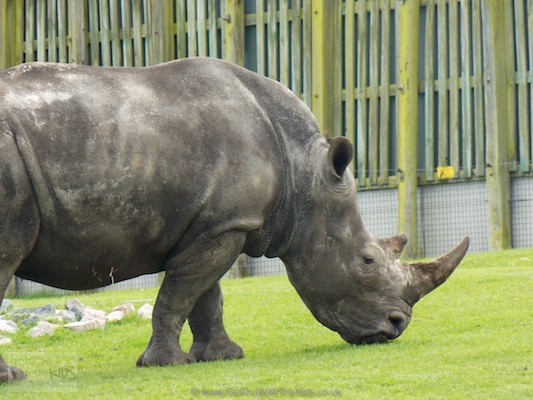 Rhinos walk by your car