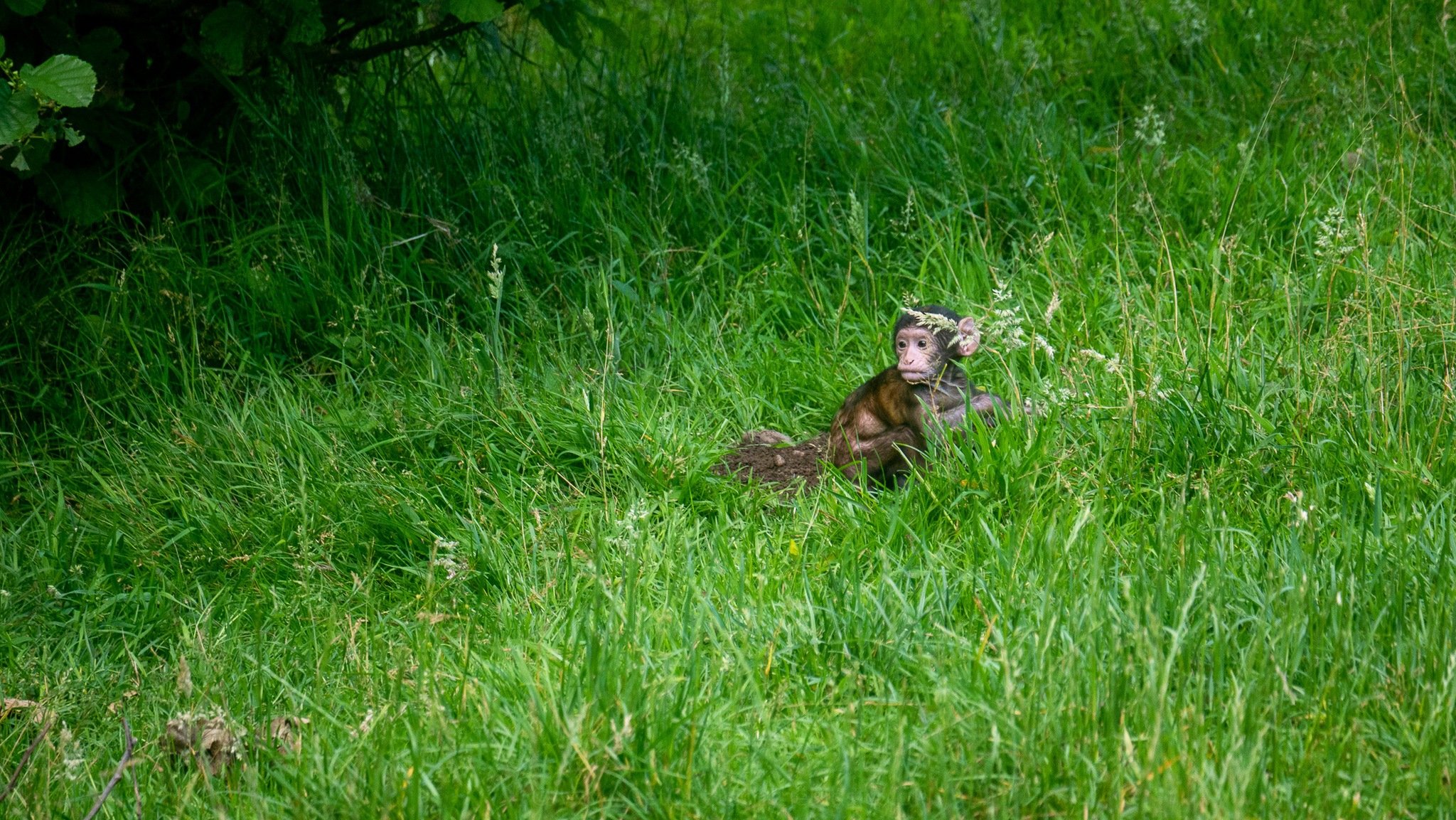 Baby monkey in the grass