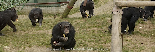 The chimps feeding at the Welsh Mountain Zoo