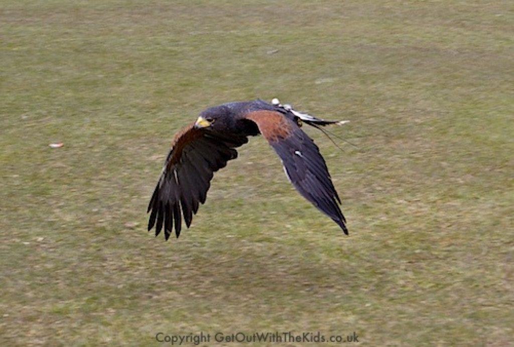Hawk in flight at the Welsh Mountain Zoo