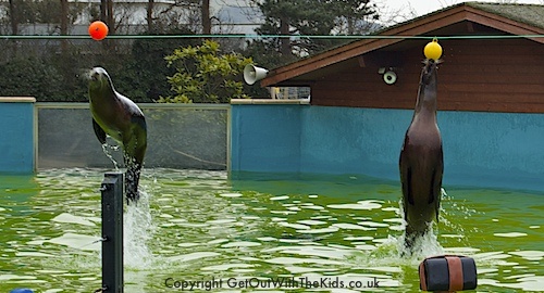 The Sea Lion display at the Welsh Mountain Zoo