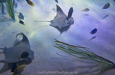 There are 3 species of Ray at Sea Life Manchester