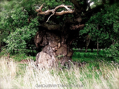 650 year old oak tree at Attingham Park