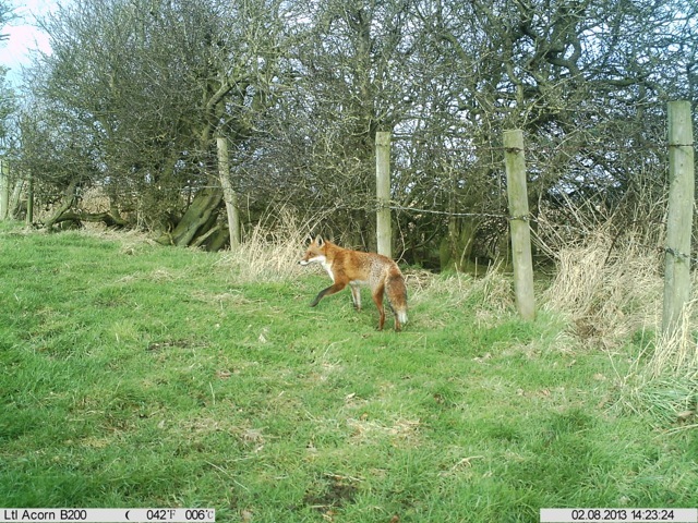 Fox caught on camera trap - from Nature Spy
