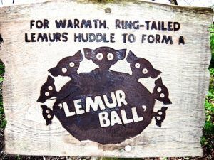 Lemur Ball