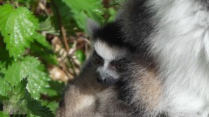 New Baby Lemur