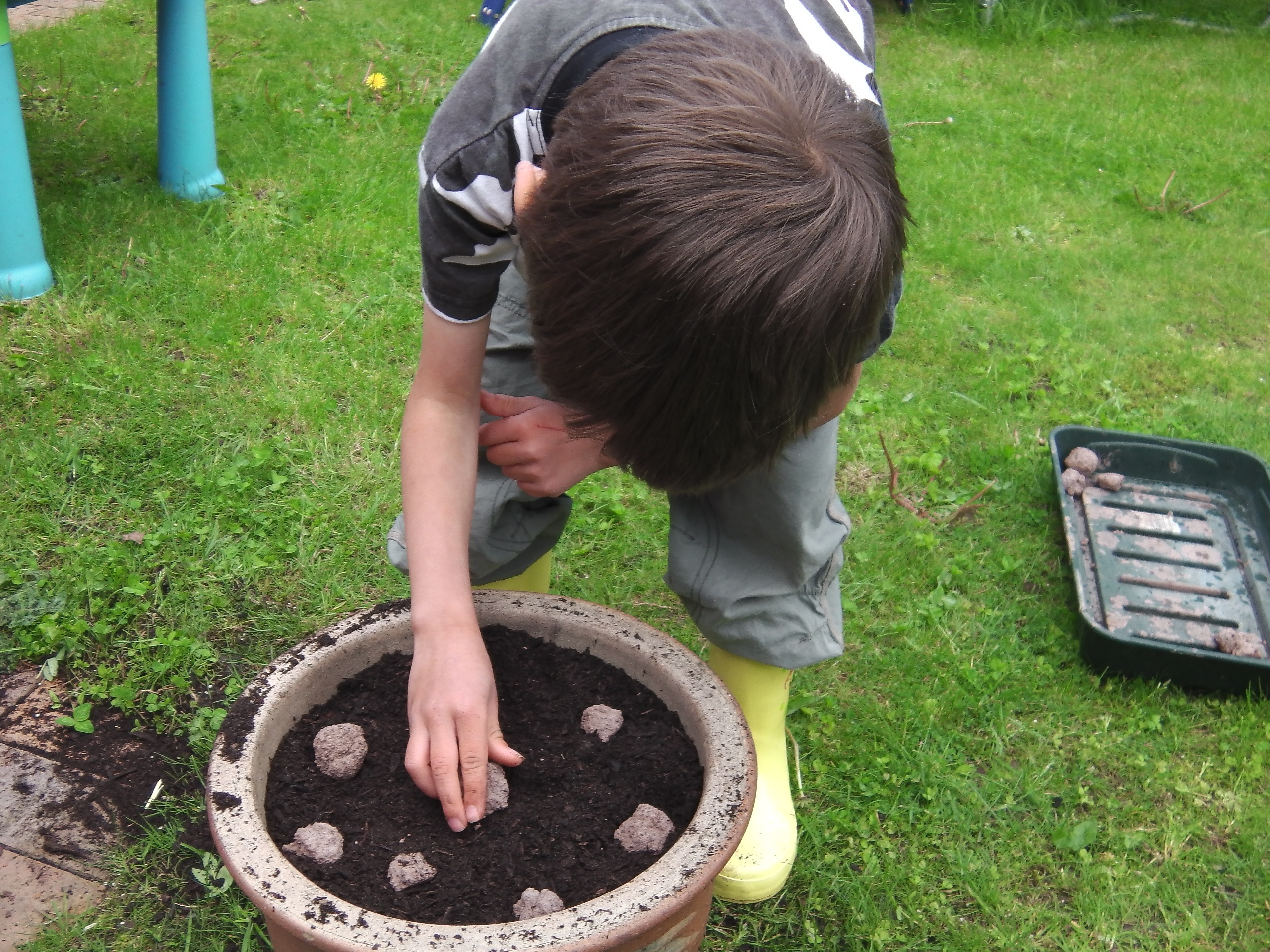 Scattering the seed balls. No need to bury them.
