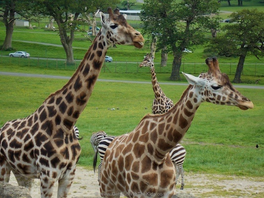 Meet the Giraffes in the African Village