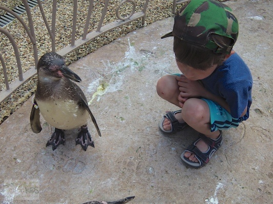 Meeting the Penguins