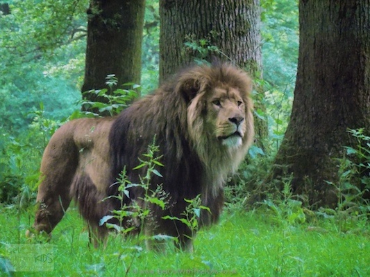 This lion at Longleat was like something out of Narnia