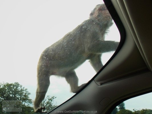 Who's monkeying with my car!