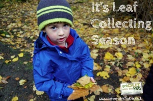 Leaf Collecting Season