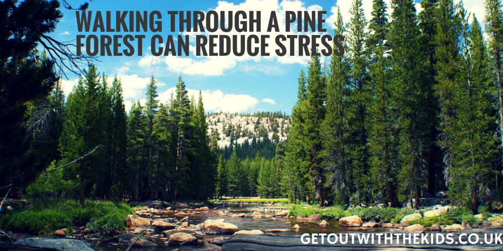 Walking Through a Pine Forest can Reduce Stress