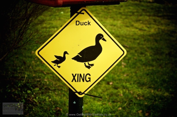 Duck Crossing