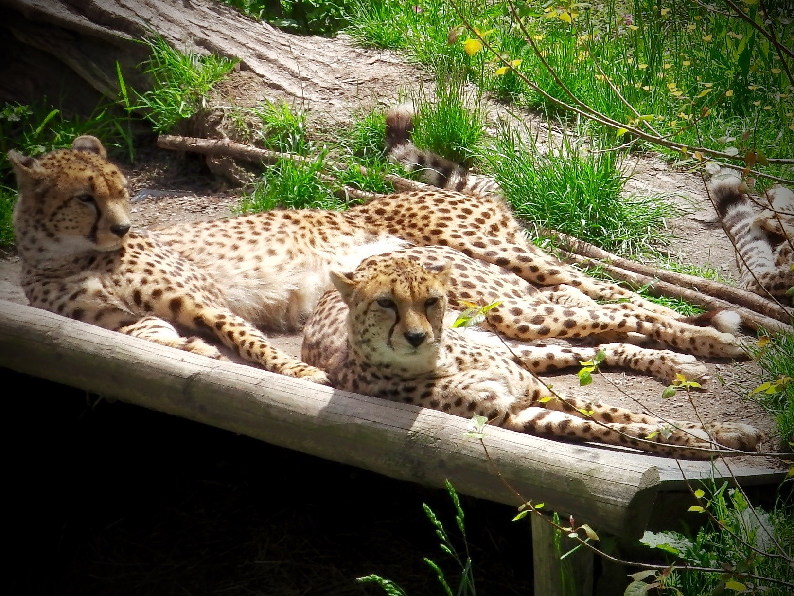 Cheetahs at Chester Zoo