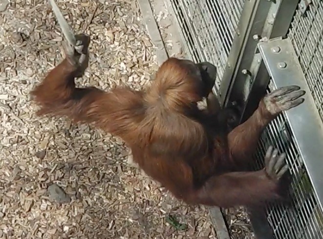 Orangutans at Chester Zoo