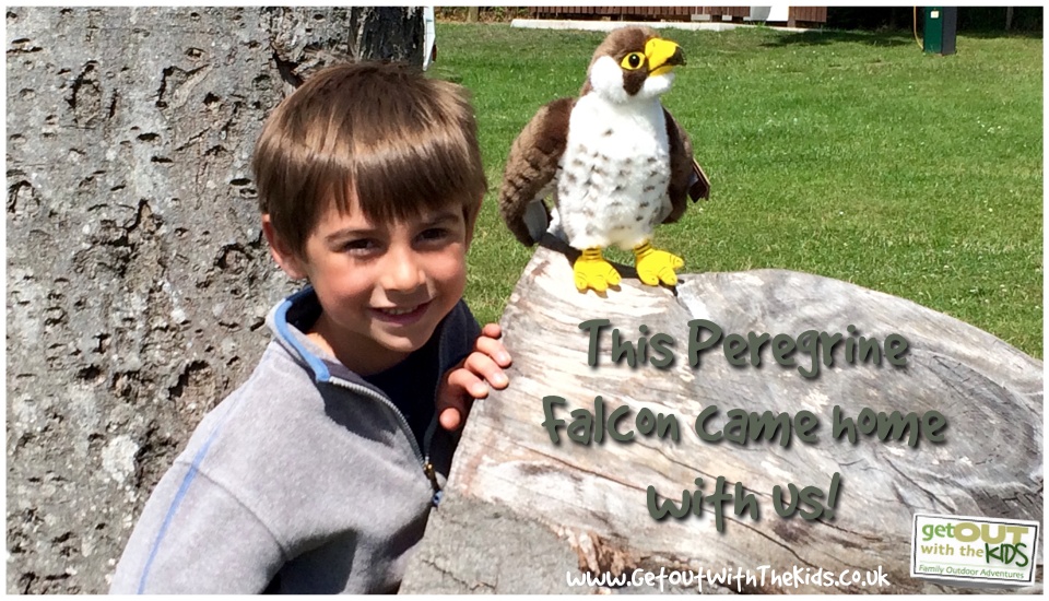 Peregrine Falcon at Bracelands Campsite