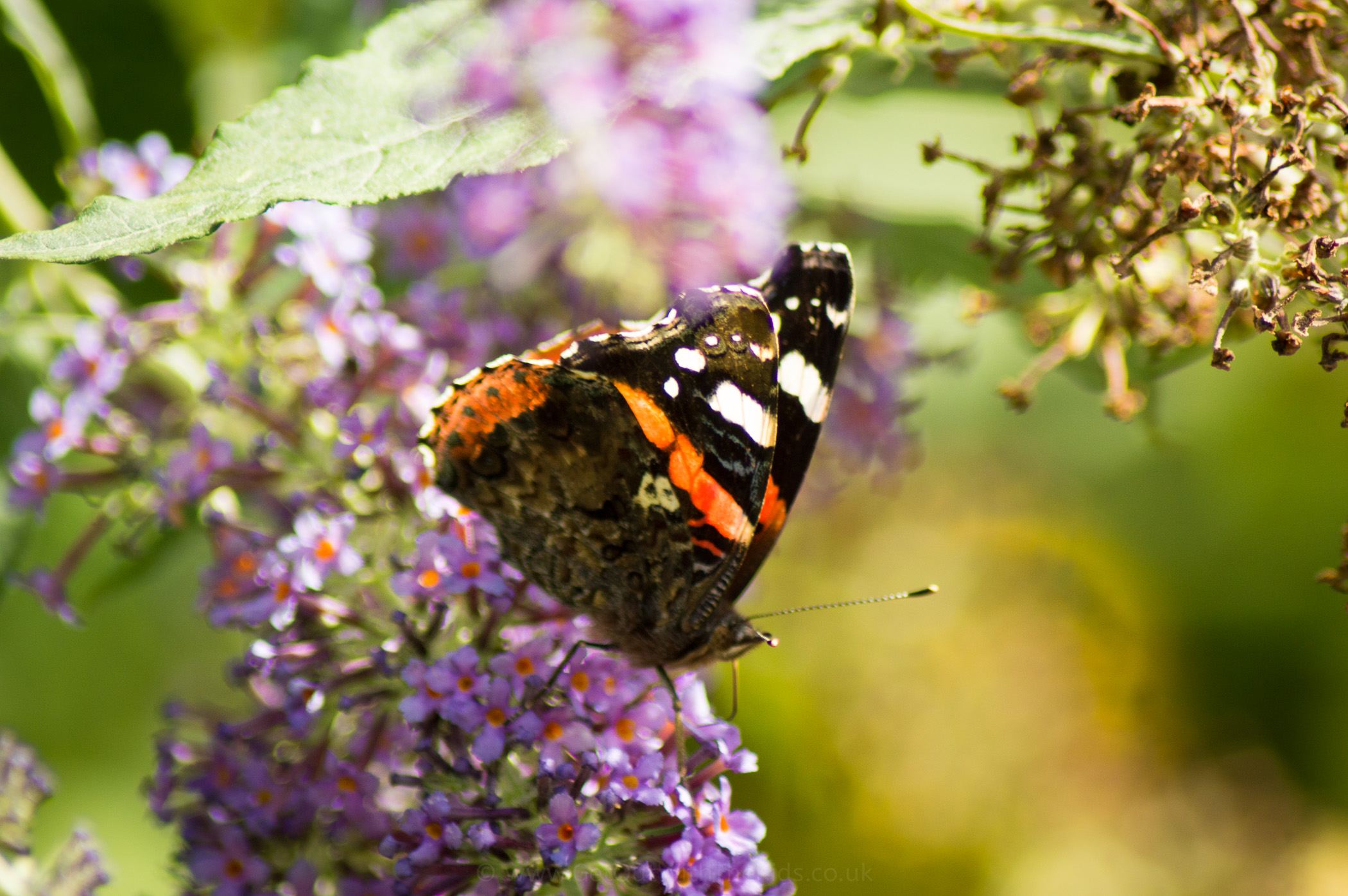 Butterfly in Gardens