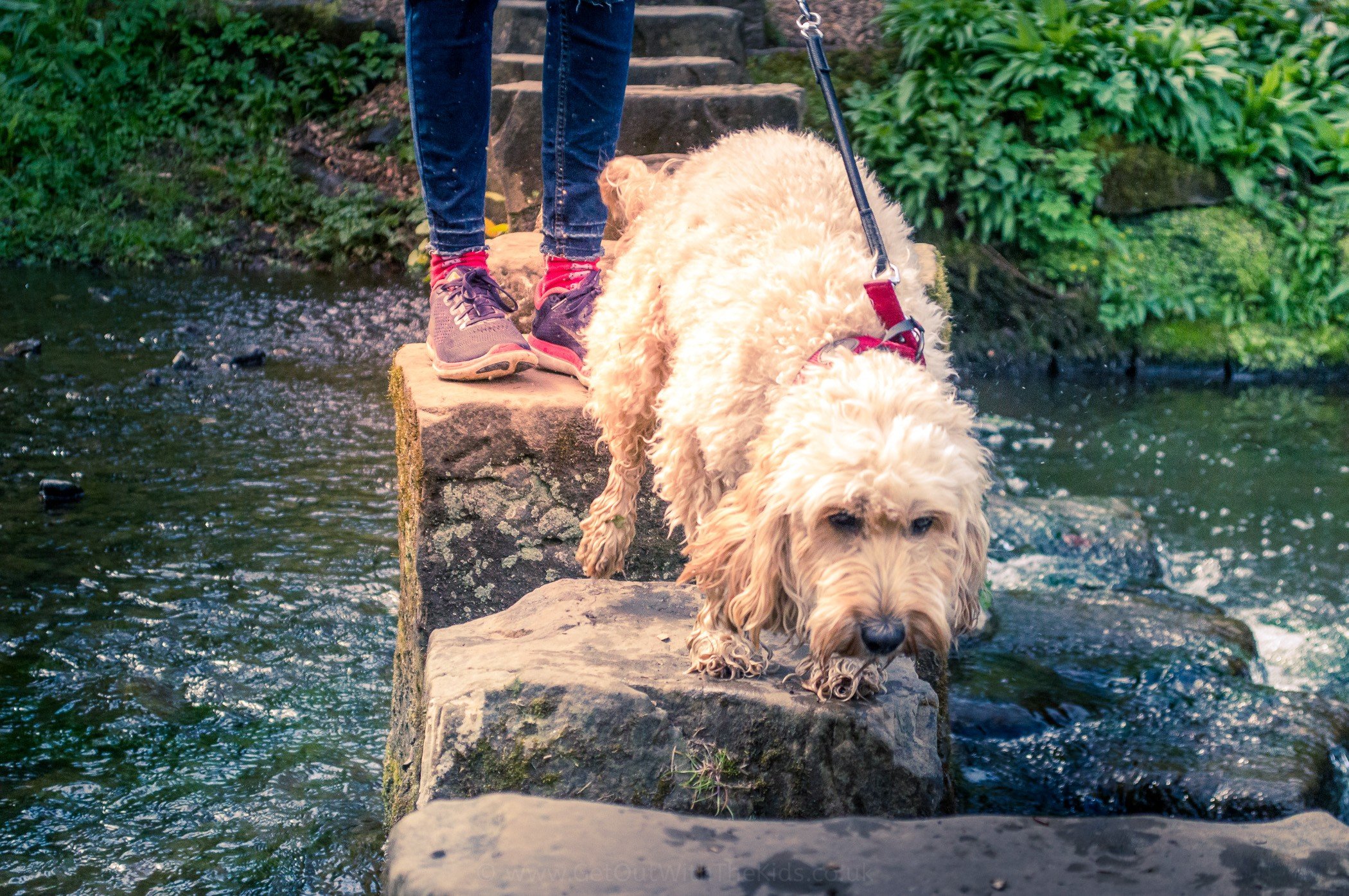 Dog on the Stepping Stones