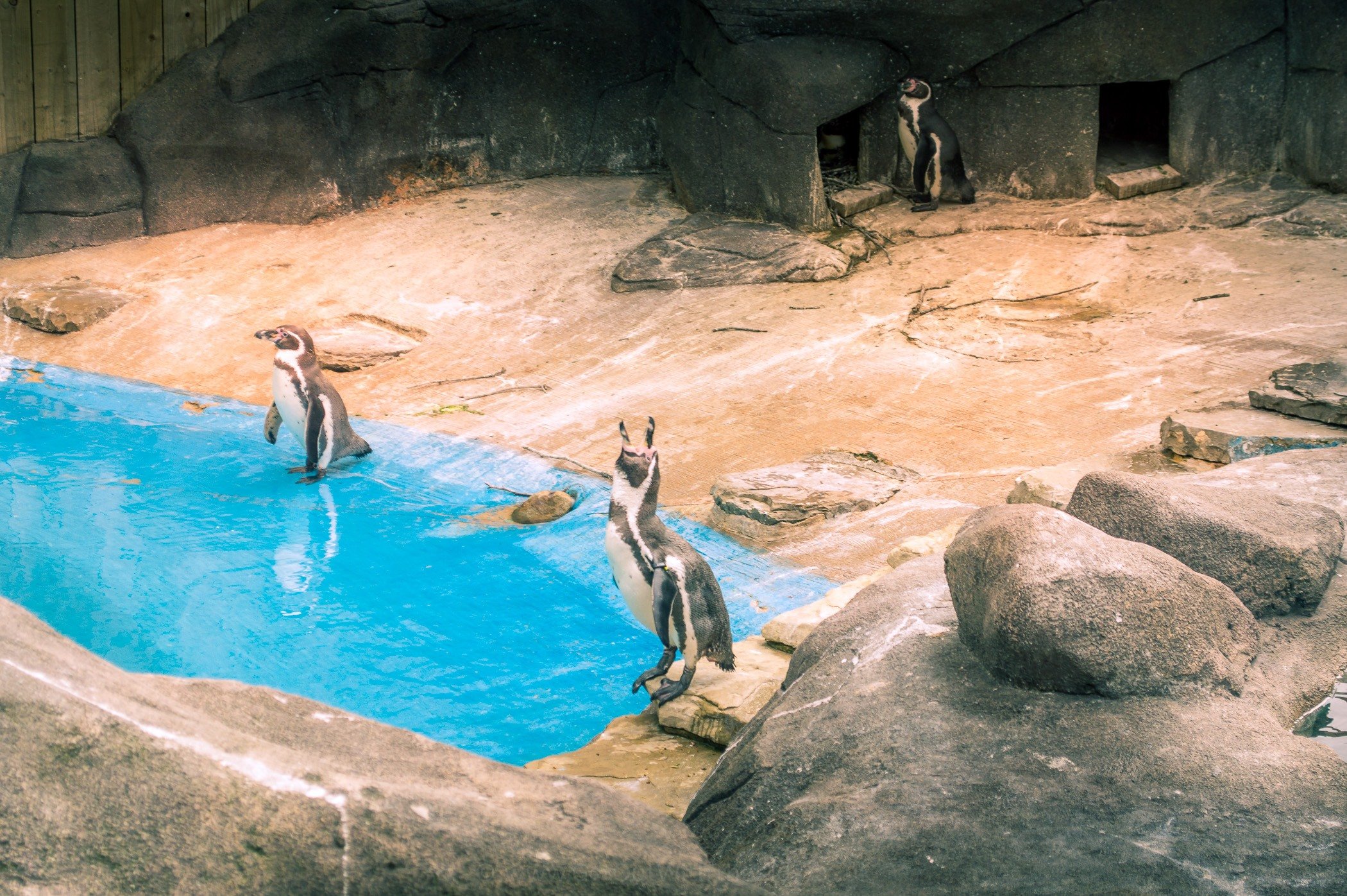 The Penguin Pool