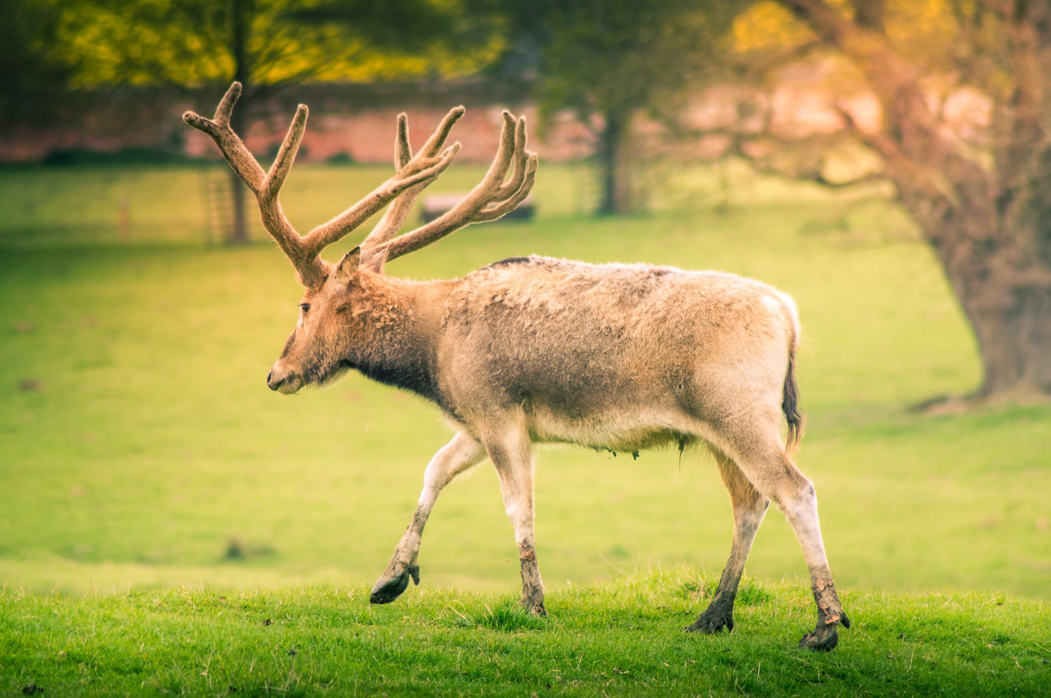 A large stag at Woburn Abbey