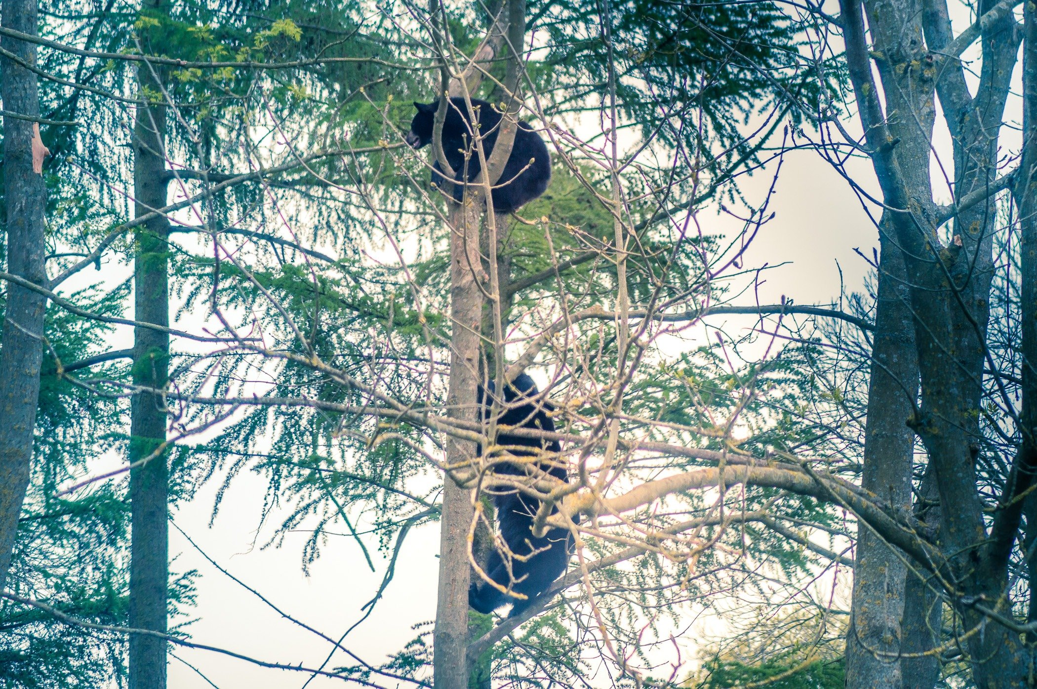 Bears up a tree