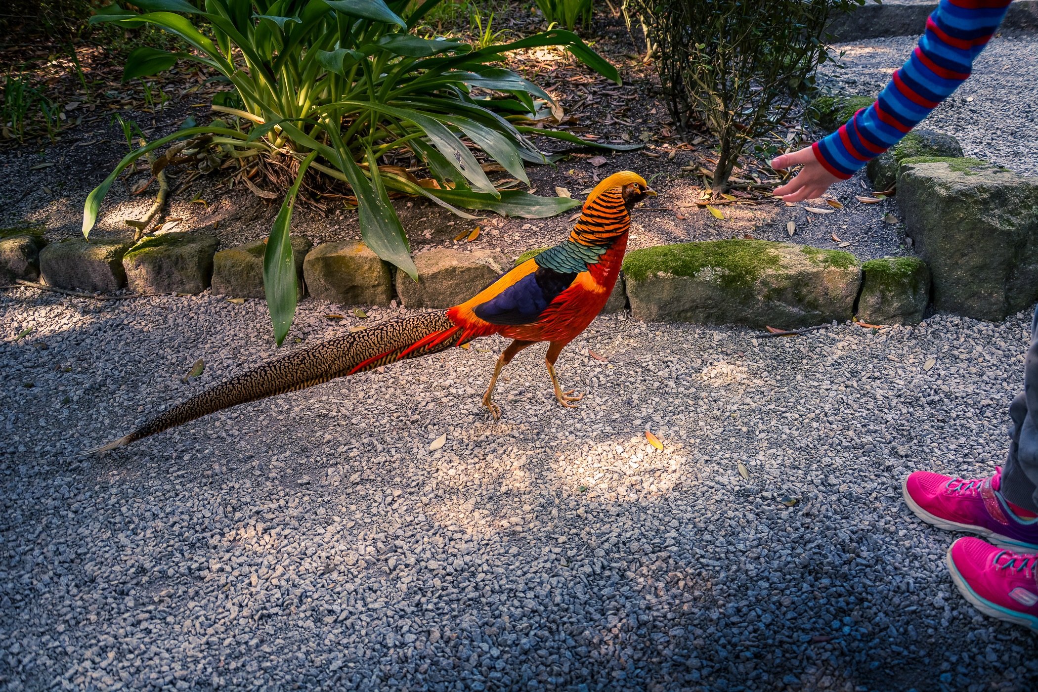 Photo of a golden pheasant