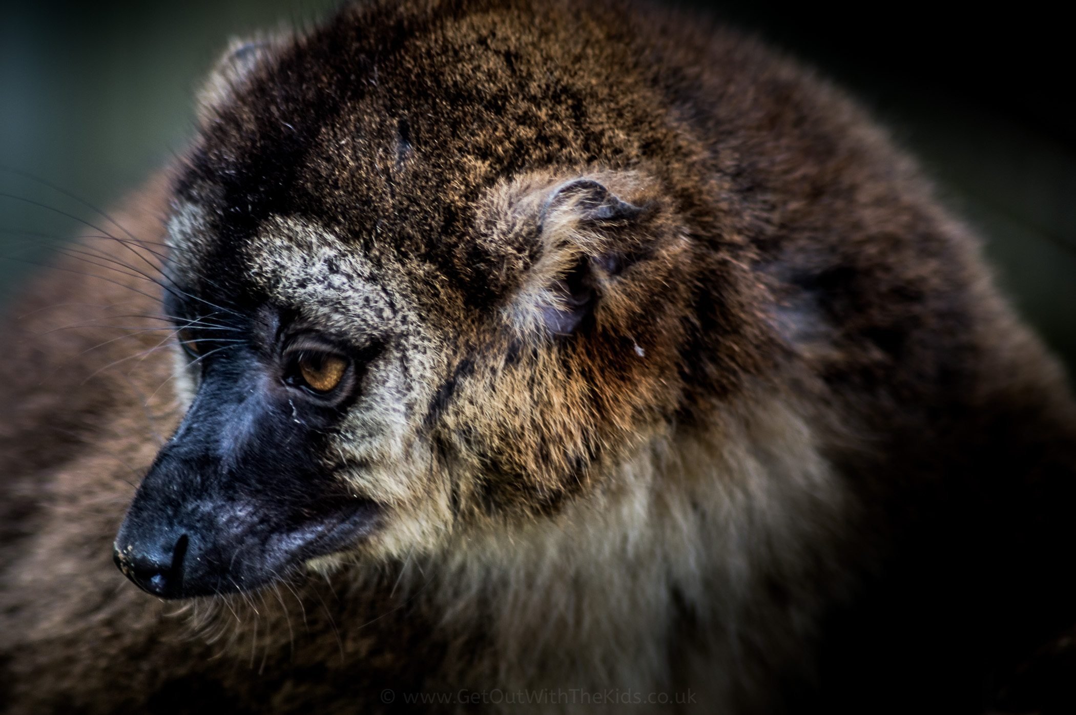 Lemur Contemplating
