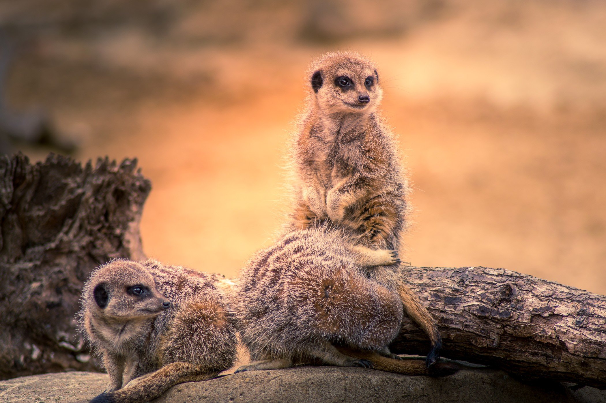 Meerkats On watch