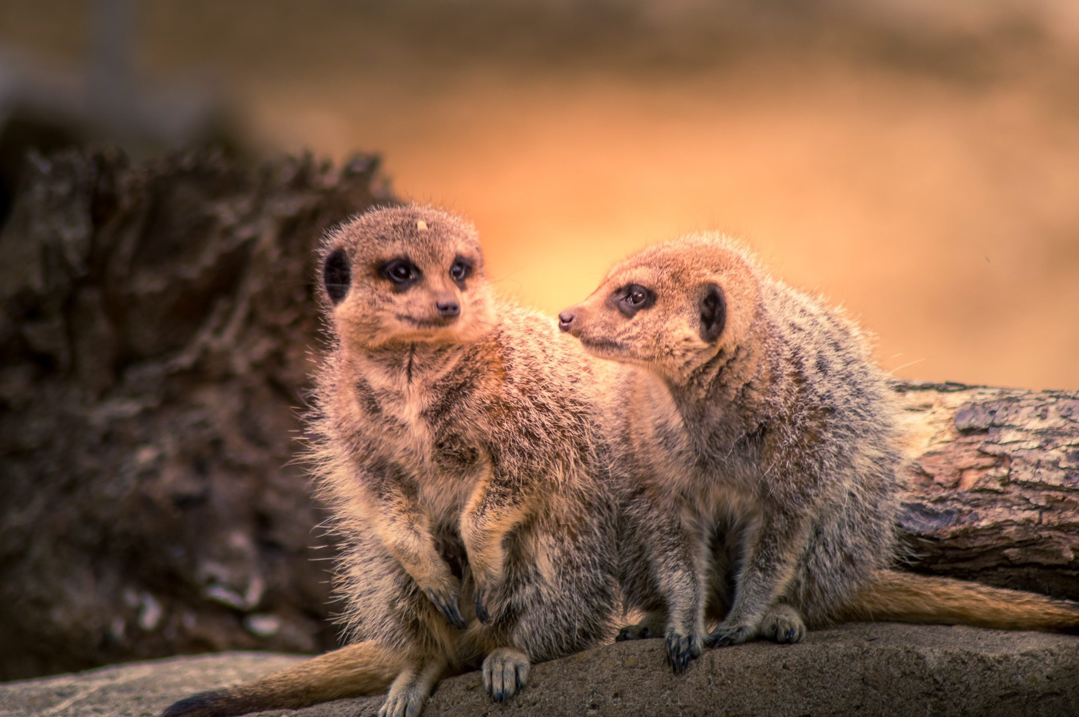 Meerkats chatting