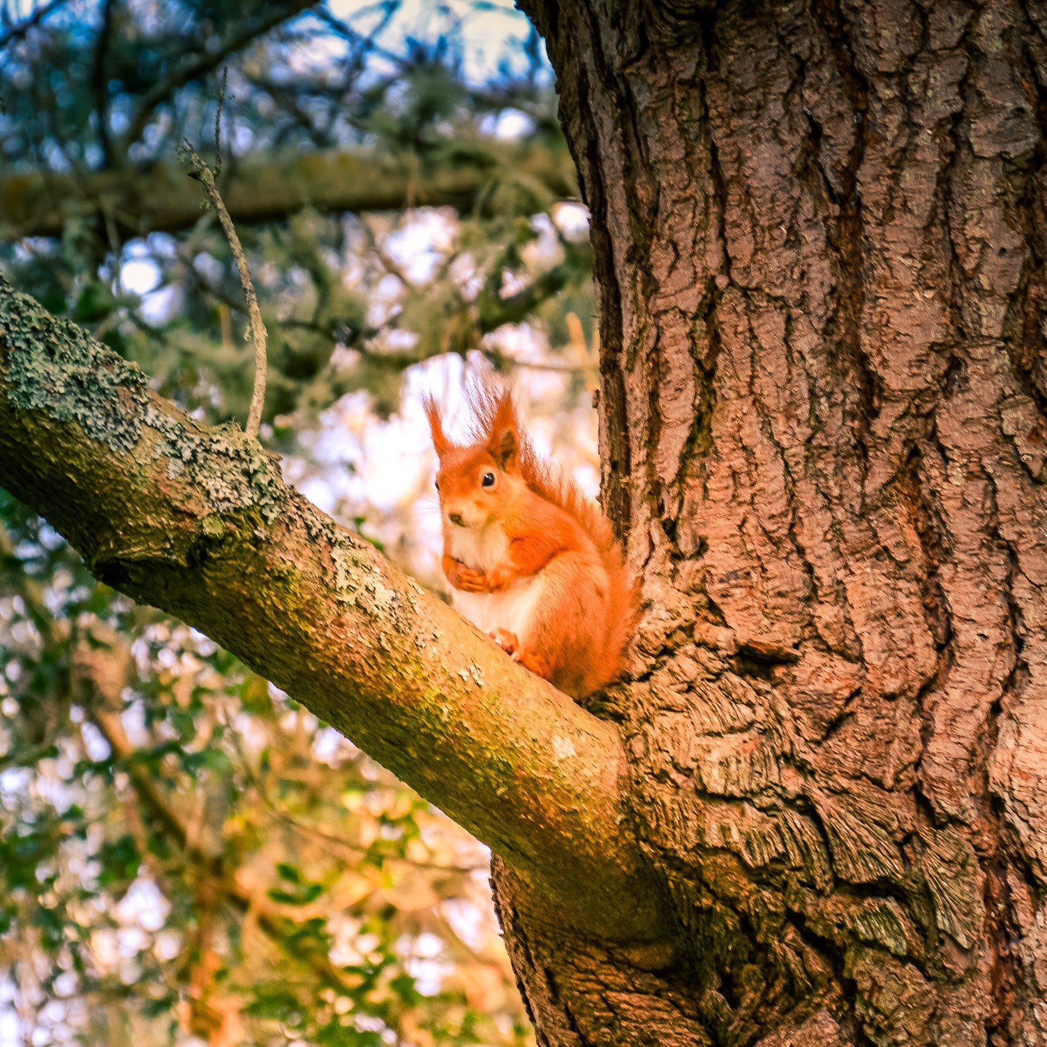 Photo of a red squirrel