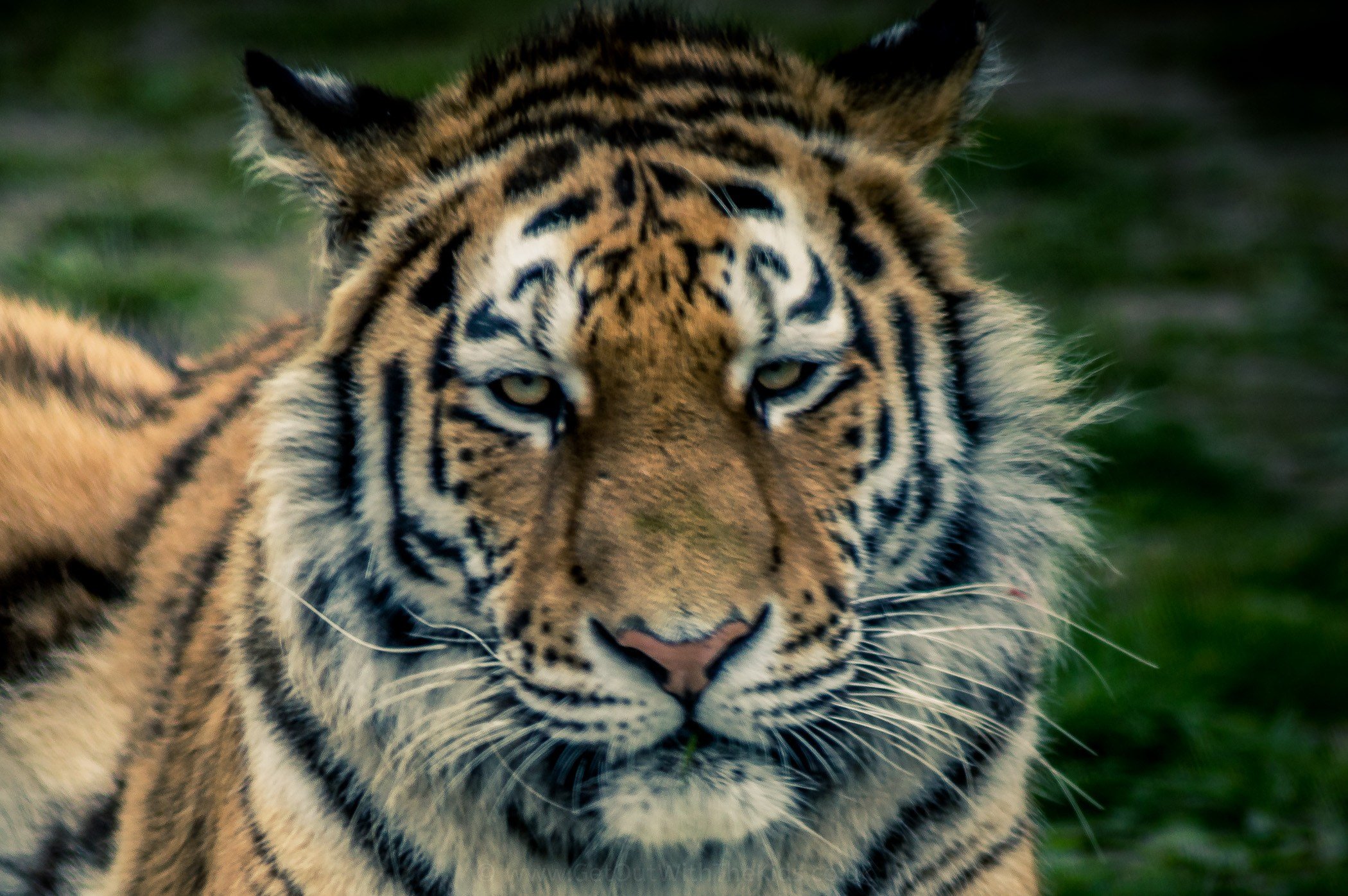 Tiger up close