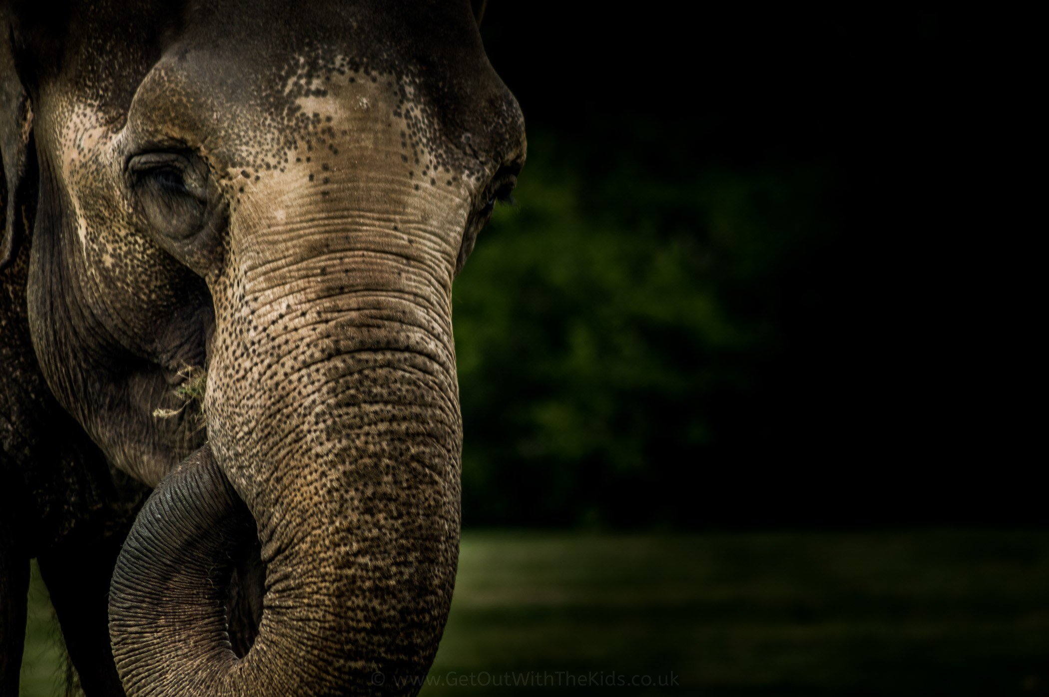 Up close with an elephant at Woburn