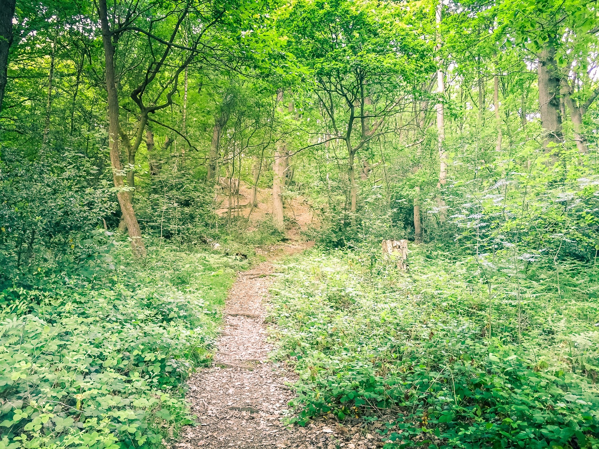  Oldbury Hill campsite is surrounded by woodland. There are lots of walks right on your doorstep.