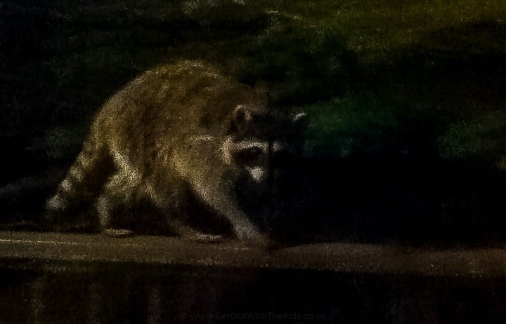 The racoon that visited us at night