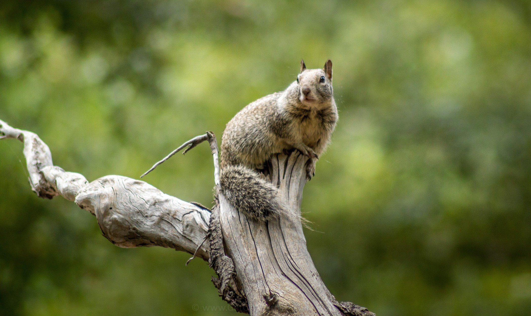 A squirrel in Yosemite