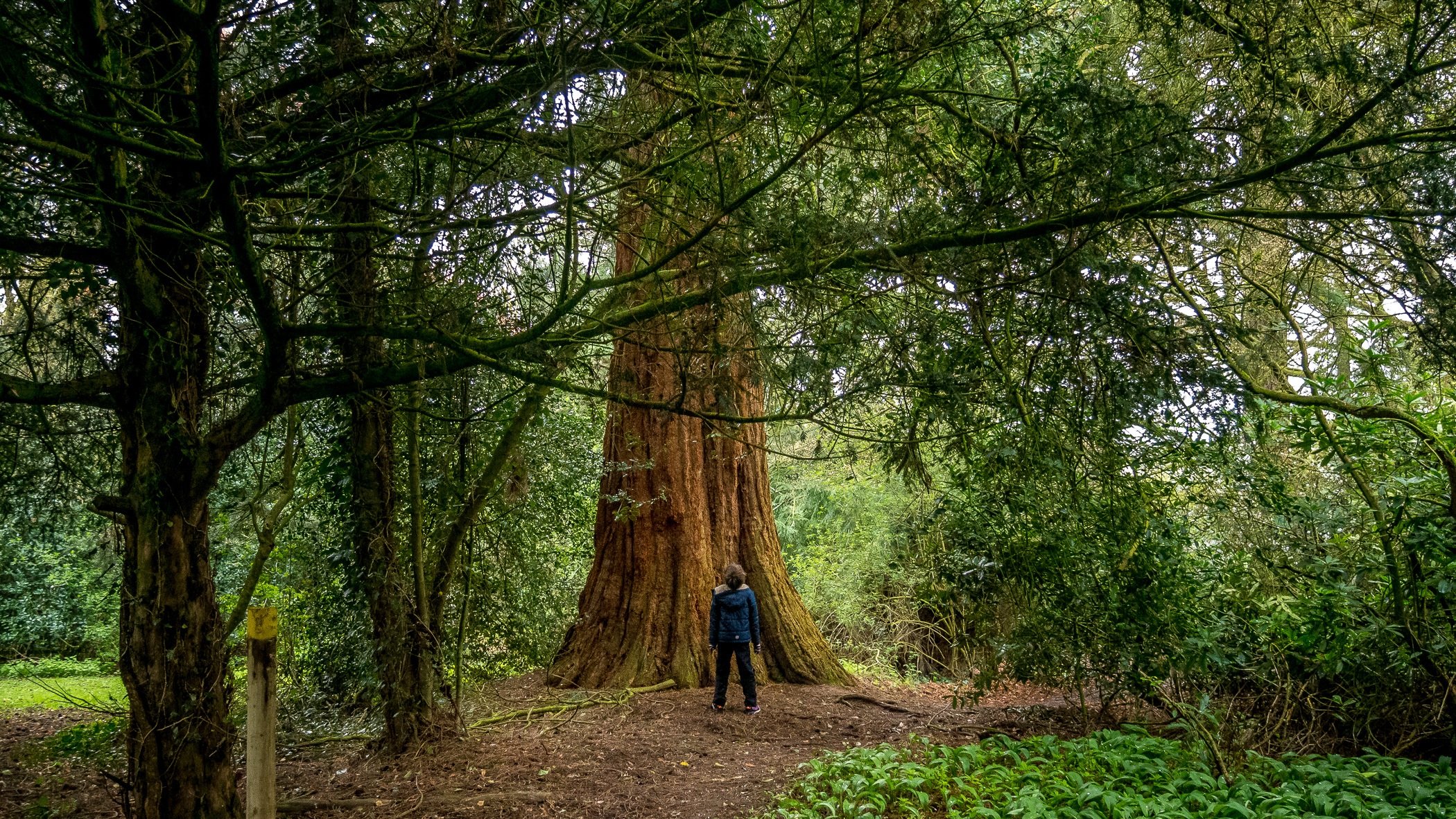 A Californian Redwood in Derbyshire