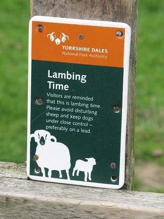 The threat of dogs stressing a lambing sheep, also known as sheep worrying, is of great concern to farmers as it can lead to injury and even cause the ewe to abort the lamb.