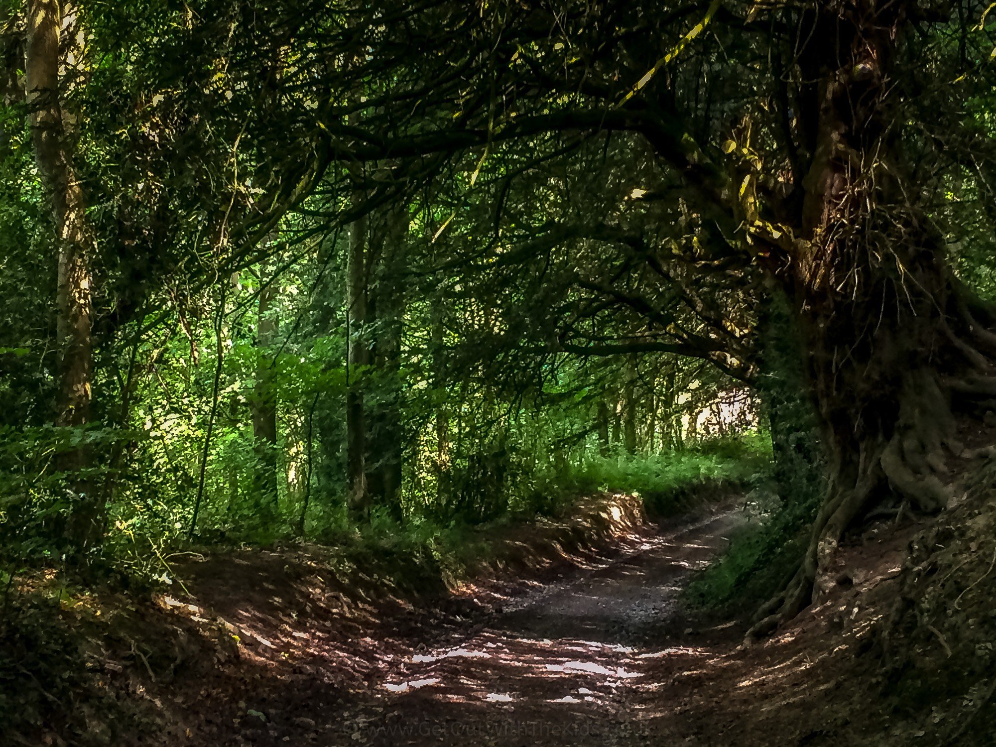 Here&#8217;s the treelined footpath that runs up from the campsite to the Wenlock Edge footpath.
